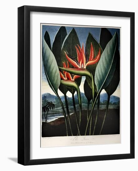 Thornton: Strelitzia-Richard Cooper the Younger-Framed Giclee Print