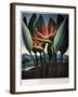 Thornton: Strelitzia-Richard Cooper the Younger-Framed Giclee Print