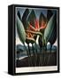 Thornton: Strelitzia-Richard Cooper the Younger-Framed Stretched Canvas