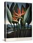 Thornton: Strelitzia-Richard Cooper the Younger-Stretched Canvas