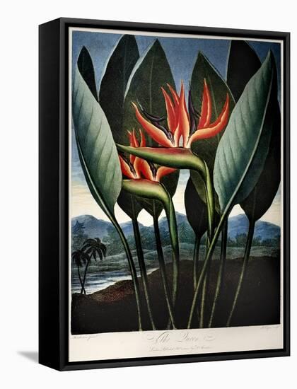 Thornton: Strelitzia-Richard Cooper the Younger-Framed Stretched Canvas