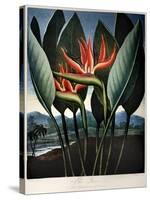 Thornton: Strelitzia-Richard Cooper the Younger-Stretched Canvas