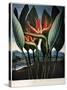 Thornton: Strelitzia-Richard Cooper the Younger-Stretched Canvas