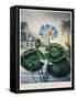 Thornton: Water Lily-Joseph Constantine Stadler-Framed Stretched Canvas