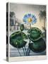 Thornton: Water Lily-Joseph Constantine Stadler-Stretched Canvas