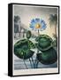 Thornton: Water Lily-Joseph Constantine Stadler-Framed Stretched Canvas