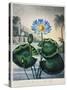 Thornton: Water Lily-Joseph Constantine Stadler-Stretched Canvas