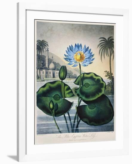 Thornton: Water Lily-Joseph Constantine Stadler-Framed Giclee Print