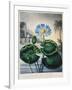 Thornton: Water Lily-Joseph Constantine Stadler-Framed Giclee Print