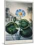 Thornton: Water Lily-Joseph Constantine Stadler-Mounted Giclee Print