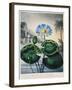 Thornton: Water Lily-Joseph Constantine Stadler-Framed Giclee Print