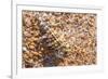 Thorny devil camouflaged, Kalbarri NP, Western Australia-Bert Willaert-Framed Photographic Print