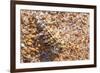 Thorny devil camouflaged, Kalbarri NP, Western Australia-Bert Willaert-Framed Photographic Print
