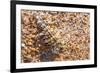 Thorny devil camouflaged, Kalbarri NP, Western Australia-Bert Willaert-Framed Photographic Print