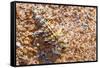 Thorny devil camouflaged, Kalbarri NP, Western Australia-Bert Willaert-Framed Stretched Canvas