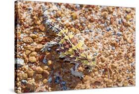 Thorny devil camouflaged, Kalbarri NP, Western Australia-Bert Willaert-Stretched Canvas