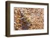 Thorny devil camouflaged, Kalbarri NP, Western Australia-Bert Willaert-Framed Photographic Print