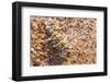 Thorny devil camouflaged, Kalbarri NP, Western Australia-Bert Willaert-Framed Photographic Print