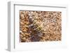 Thorny devil camouflaged, Kalbarri NP, Western Australia-Bert Willaert-Framed Photographic Print