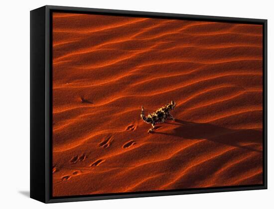 Thorny Devil, Central Desert, Australia-Gavriel Jecan-Framed Stretched Canvas