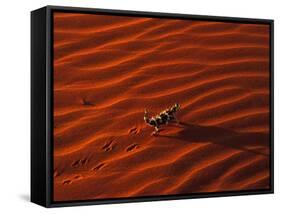 Thorny Devil, Central Desert, Australia-Gavriel Jecan-Framed Stretched Canvas