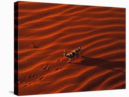 Thorny Devil, Central Desert, Australia-Gavriel Jecan-Stretched Canvas