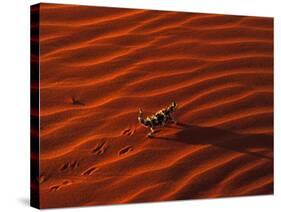 Thorny Devil, Central Desert, Australia-Gavriel Jecan-Stretched Canvas