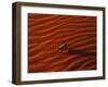 Thorny Devil, Central Desert, Australia-Gavriel Jecan-Framed Photographic Print