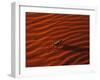 Thorny Devil, Central Desert, Australia-Gavriel Jecan-Framed Photographic Print