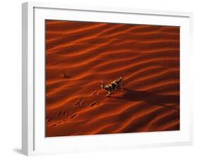Thorny Devil, Central Desert, Australia-Gavriel Jecan-Framed Photographic Print
