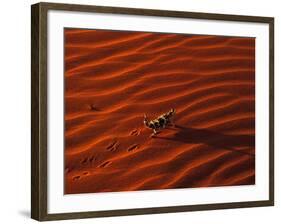 Thorny Devil, Central Desert, Australia-Gavriel Jecan-Framed Photographic Print
