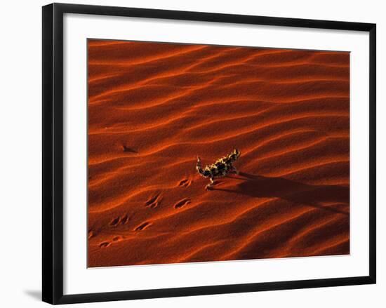 Thorny Devil, Central Desert, Australia-Gavriel Jecan-Framed Photographic Print