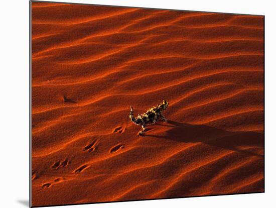 Thorny Devil, Central Desert, Australia-Gavriel Jecan-Mounted Photographic Print