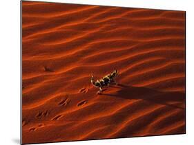 Thorny Devil, Central Desert, Australia-Gavriel Jecan-Mounted Photographic Print