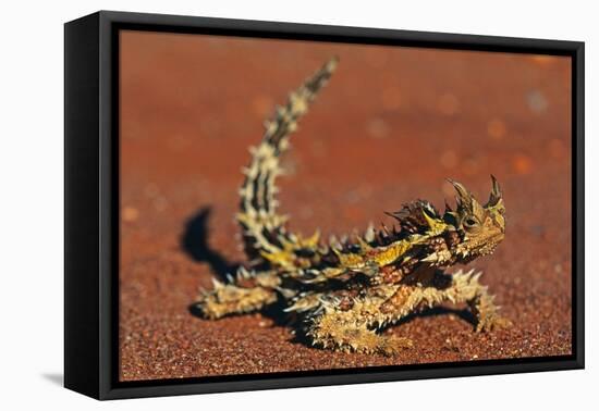 Thorny Devil on Desert Sand-null-Framed Stretched Canvas
