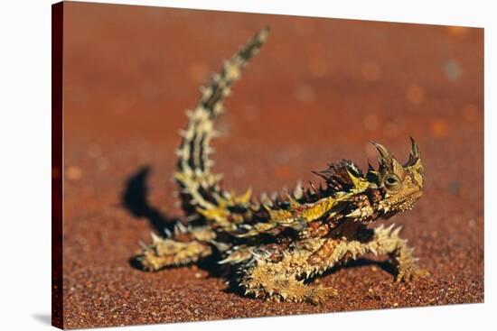 Thorny Devil on Desert Sand-null-Stretched Canvas