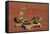 Thorny Devil on Desert Sand-null-Framed Stretched Canvas