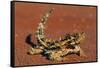 Thorny Devil on Desert Sand-null-Framed Stretched Canvas