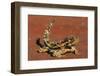 Thorny Devil on Desert Sand-null-Framed Premium Photographic Print