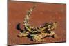 Thorny Devil on Desert Sand-null-Mounted Premium Photographic Print