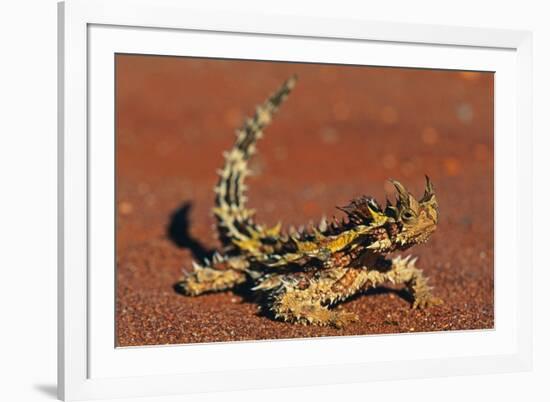 Thorny Devil on Desert Sand-null-Framed Photographic Print