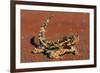 Thorny Devil on Desert Sand-null-Framed Photographic Print