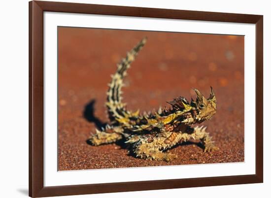 Thorny Devil on Desert Sand-null-Framed Photographic Print