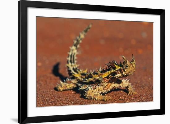 Thorny Devil on Desert Sand-null-Framed Photographic Print