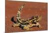 Thorny Devil on Desert Sand-null-Mounted Photographic Print