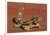 Thorny Devil on Desert Sand-null-Framed Photographic Print