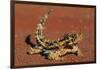 Thorny Devil on Desert Sand-null-Framed Photographic Print