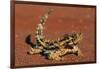 Thorny Devil on Desert Sand-null-Framed Photographic Print