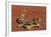 Thorny Devil on Desert Sand-null-Framed Photographic Print