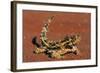 Thorny Devil on Desert Sand-null-Framed Photographic Print